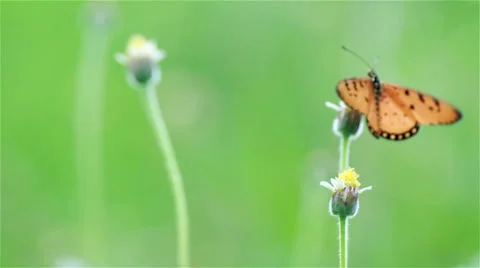 Bring of butterfly in the summer. Stock Footage 49427723