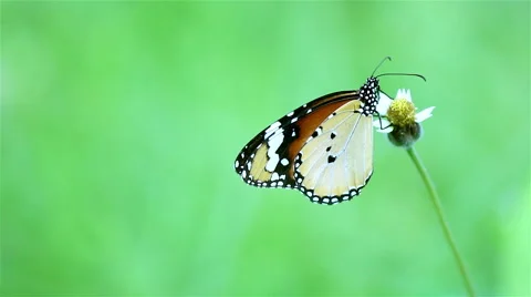 Bring of butterfly in the summer. Stock Footage 49428997