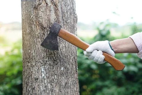 Bring down tree. Destroy forest. Deforestation. Stock Photos