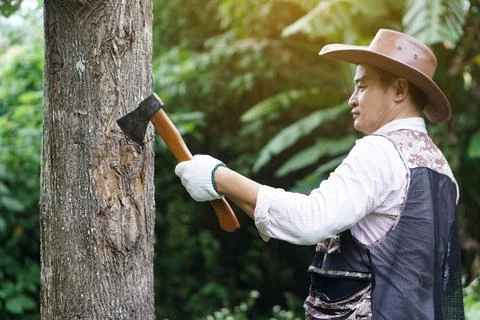 Bring down tree.Deforestation. Destroy forest. Stock Photos