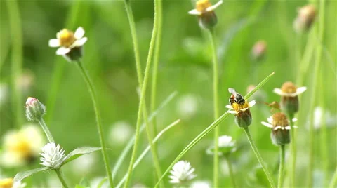 Bring of honey bee in the summer. Stock Footage 49428479