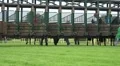 Bring the racing horses into the start boxes HD Footage