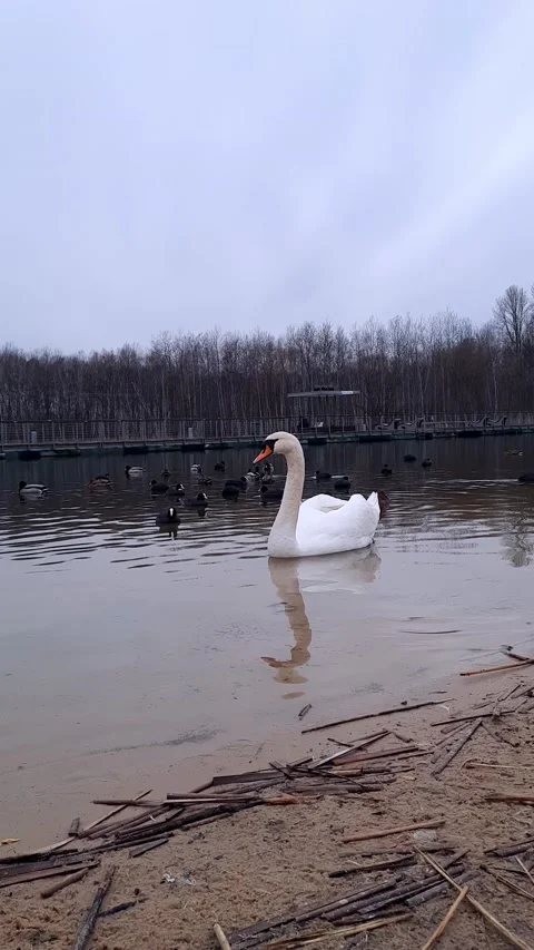Bringing Biodiversity Back to Urban Areas. Swan and ducks. Stock Footage 237174586