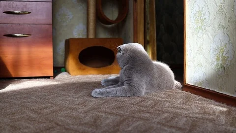 Bringing the camera closer to the cat Stock-Footage 125667672