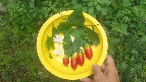 Bringing Healthy Meal Video stock 297752528