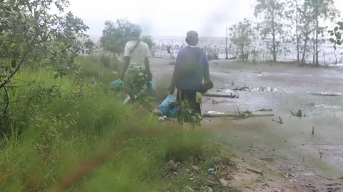 Bringing Mangrove Seedlings Stock Footage 287315610