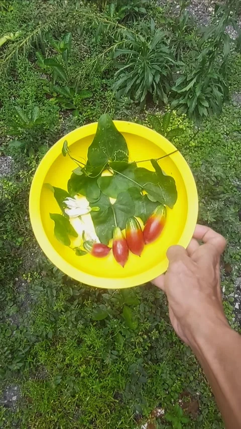Bringing Meal Peacefully Stock Footage 297753447