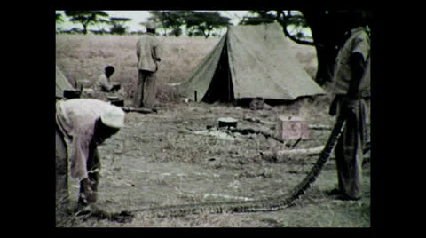 Bringing a rock python into camp, Tanzania 1937 Stock Footage 27158921