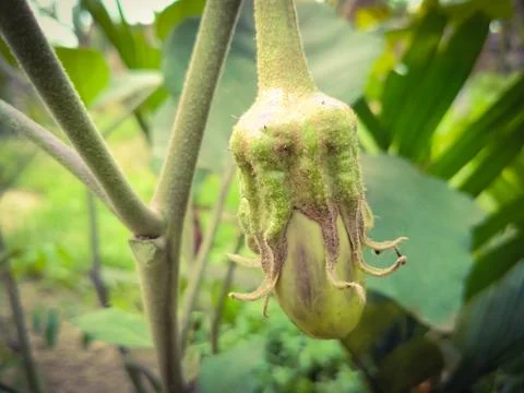 Brinjal fruit on the tree Stock Photos