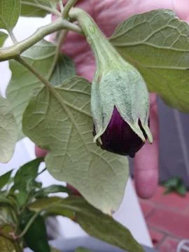 Brinjal Stock Photos