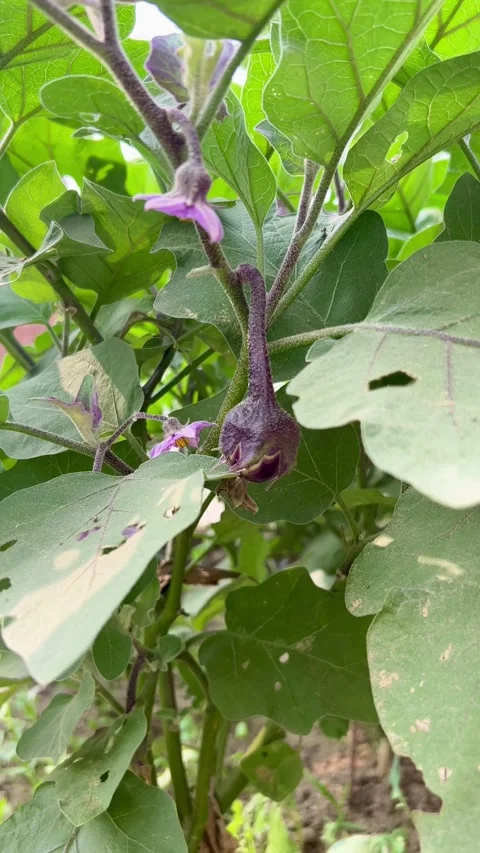 Brinjal plant 4k Stock Footage 293949320