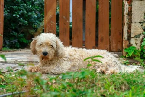 Briquet griffon venden, cute hairy dog on the back yard Stock Photos