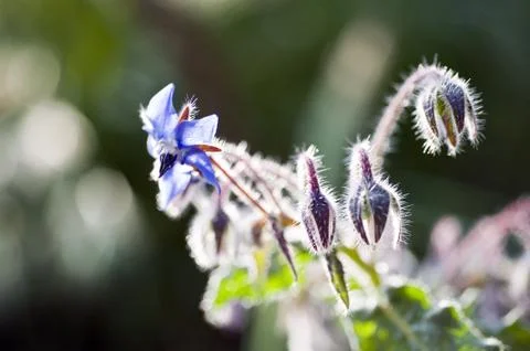 Bristeled haired Stock Photos
