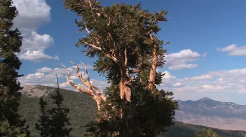 Bristle Cone Pine 스톡 동영상 37597549