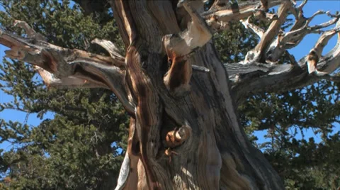 Bristle Cone Pine 스톡 동영상 37597572