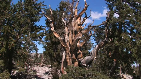 Bristle Cone Pine 스톡 동영상 37597613