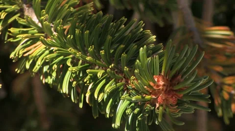 Bristle Cone Pine Needles 스톡 동영상 37597558