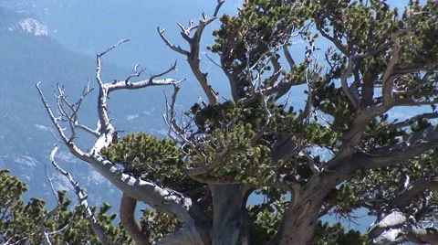 Bristle Cone Pine Tree in Forest Vídeos de archivo 51055024