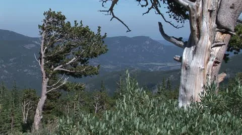 Bristle cone1 스톡 동영상 10921340