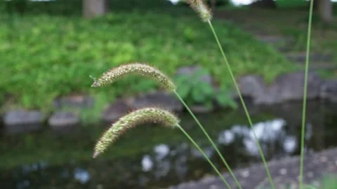 Bristle grass blowing in the wind Stock Footage 282643851