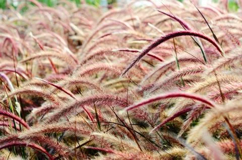 Bristle grass herb Stock Photos