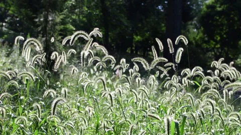 Bristle grasses Stock Footage 83464206