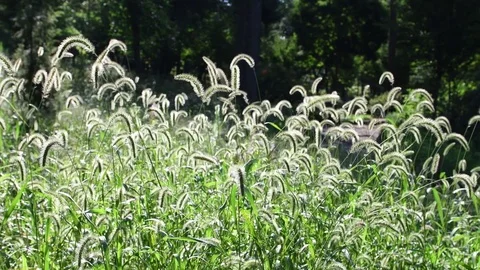 Bristle grasses Stock Footage 83464218