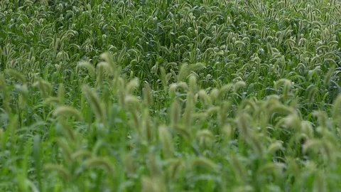 Bristle grasses Stock Footage 83467795