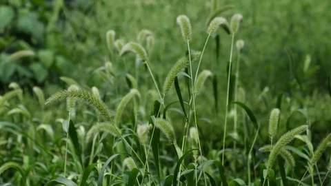 Bristle grasses Stock Footage 83467954