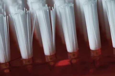 Bristle Stock Photos