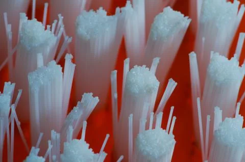Bristle Stock Photos