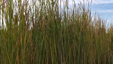 Bristle-like reed Video stock 286866605