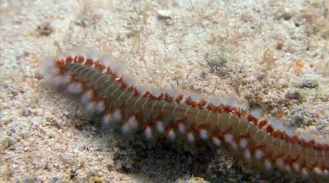 Bristle worm Stock Footage 721672