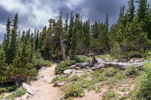 Bristlecone loop trail in the Mount Goliath area of the Mount Evans Scenic By Stock Photos