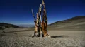 Bristlecone Pine 01 Dolly Up & Down Ancient Forest White Mountain California HD Footage