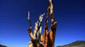 Bristlecone Pine 02 Dolly Up & Down Ancient Forest White Mountain California HD Footage