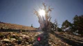 Bristlecone Pine 08 Dolly Right Ancient Forest White Mountain California HD Footage