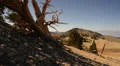 Bristlecone Pine 11 Dolly Right Down Ancient Forest White Mountain California HD Footage