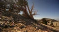 Bristlecone Pine 13 Dolly Left Up Ancient Forest White Mountain California HD Footage
