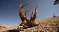 Bristlecone Pine 14 Dolly Left Down Ancient Forest White Mountain California. HD Footage