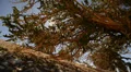 Bristlecone Pine 17 Dolly Back and Up Ancient Forest White Mountain Californi HD Footage