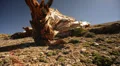 Bristlecone Pine 21 Dolly Right Up Ancient Forest White Mountain California HD Footage