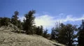 Bristlecone Pine and Clouds 01 Time Lapse HD Footage
