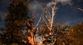 Bristlecone Pine and Clouds 02 Time Lapse HD Footage