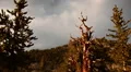 Bristlecone Pine and Clouds 03 Time Lapse HD Footage