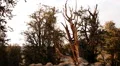 Bristlecone Pine and Clouds 05 Time Lapse HD Footage