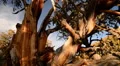 Bristlecone Pine and Clouds Dolly 03 Time Lapse HD Footage