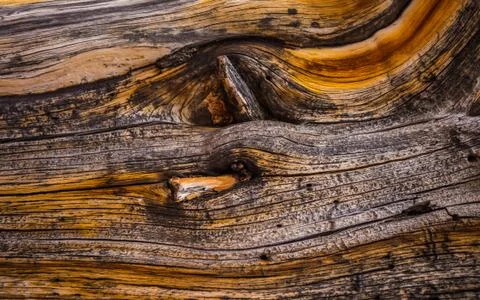 Bristlecone Pine Background Stock Photos