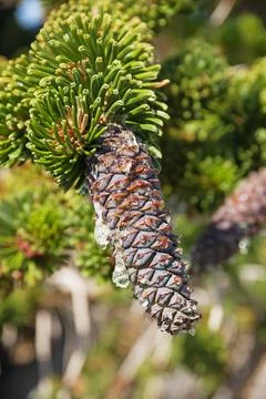 Bristlecone Pine Cone Stock Photos