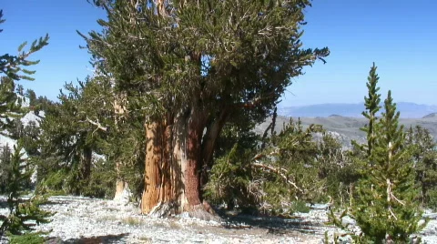 Bristlecone Pine Stock Footage 640849